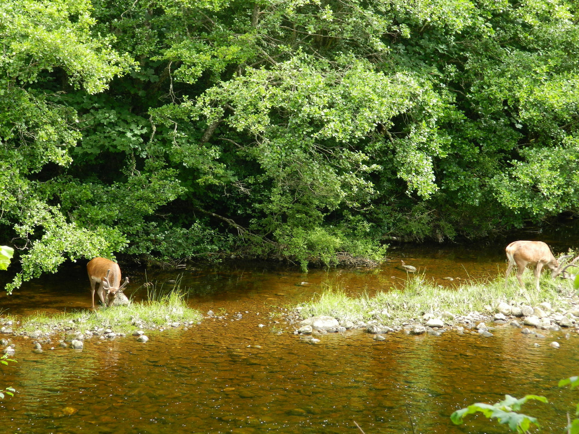 Forest Glen Holiday Park Invermoriston Zewnętrze zdjęcie